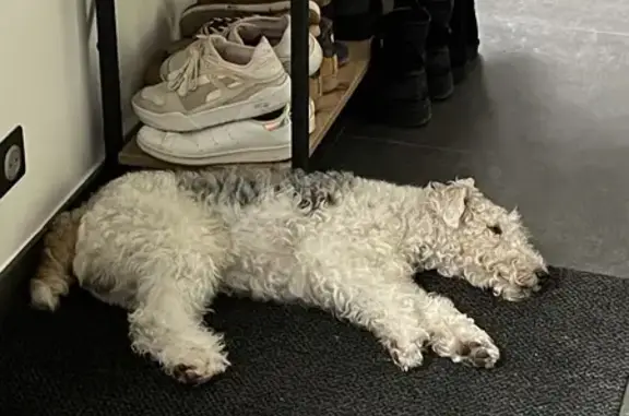 Chien perdu Saint-Étienne-du-Bois, photo : Fox Terrier Perdu Rue Beauséjour, Saint-Étienne