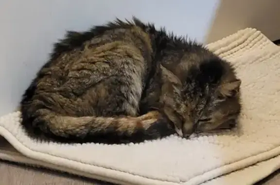 Chatte trouvée à Sainte-Geneviève - photo