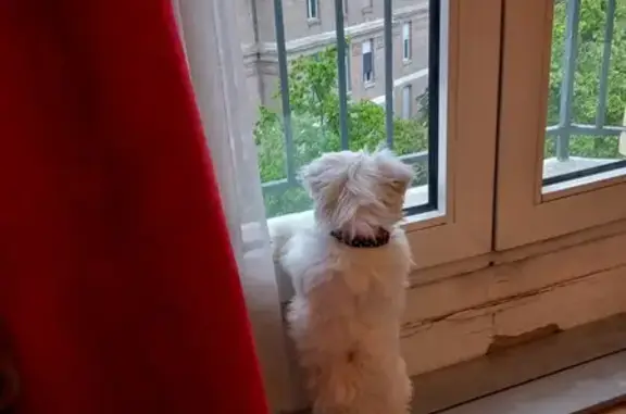 Chien perdu Équihen-Plage, photo : Bichon maltais perdu à Équihen-Plage