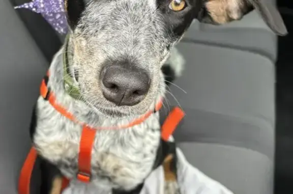 Missing dog , photo: Lost Female Pointer Mix in Whately, MA