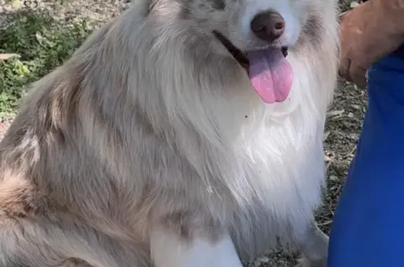 Chien trouvé Sourzac, photo: Berger australien trouvé à Sourzac