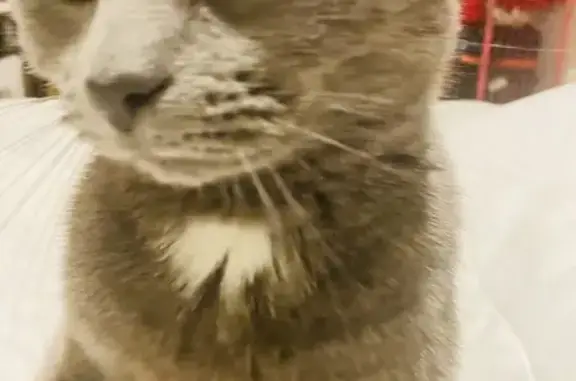 Missing Grey Tabby Cat Taken on UNI Trail