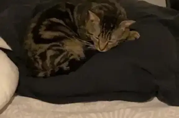 Chat perdu, Montluçon, photo: Chat mâle européen disparu à Montluçon