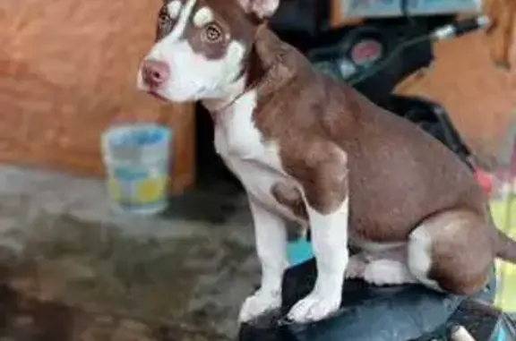 Perro Perdido: Cachorro Pitbull-Husky en Buenavista