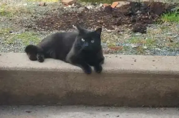 Animaux perdus , photo: Chatte noire disparue à Beaupréau-en-Mauges