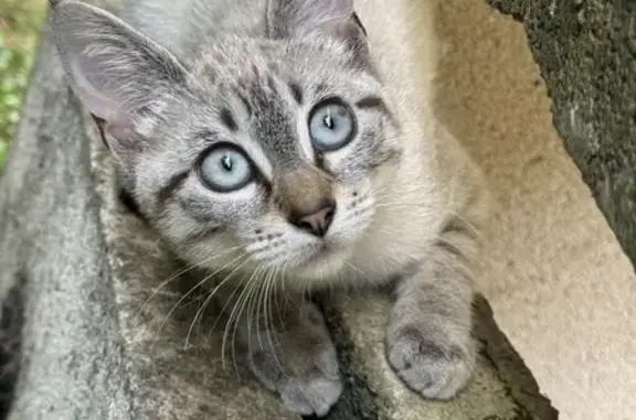 Animaux trouvés Arras, photo: Chaton blanc et gris trouvé à Arras