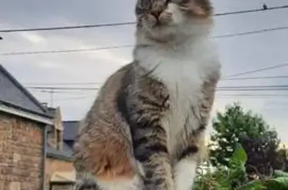 Animaux perdus , photo: Chat femelle tigrée et blanche disparue à Guidel