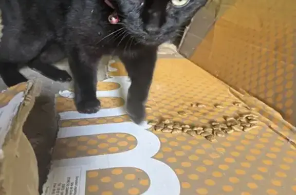 Chat craintif blessé cherche aide urgente - photo