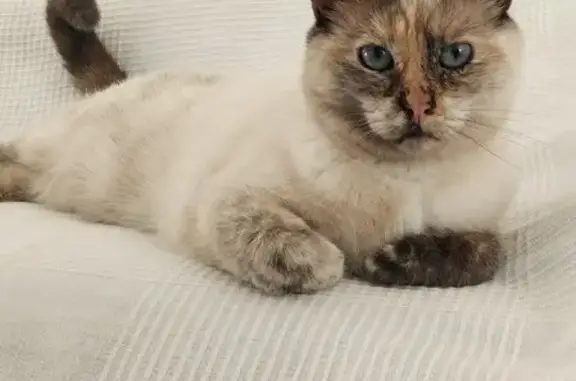 Animaux perdus , photo: Jeune chatte crème perdue à Saint-Laurent-du-Var
