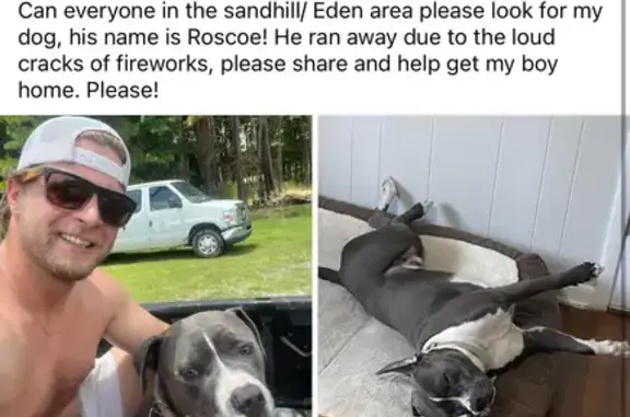Missing Gray & White Pitbull in Eden, GA