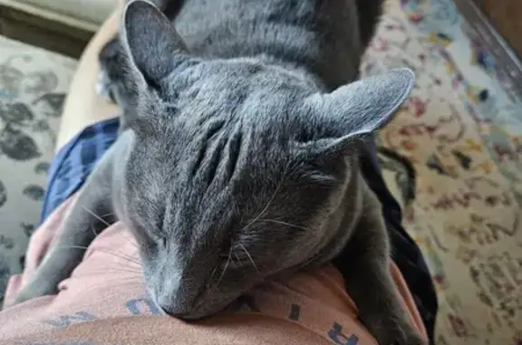 Lost Russian Blue Cat in Blossom Hollow