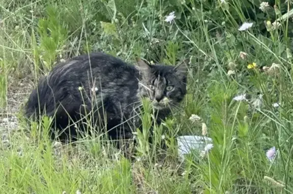 Chat trouvé maigre et apeuré, Le Teil - photo