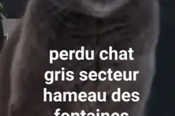 Chat perdu, Tournes, photo: Chat gris castré perdu, Hameau des Fontaines