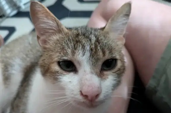 Jeune chat européen trouvé à L'Union - photo
