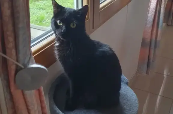 Animaux perdus Cormicy, photo: Chatte 2 ans disparue à Cormicy
