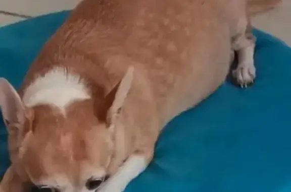 ¡Urgente! Chihuahua Perdida en Cancún, Morelos