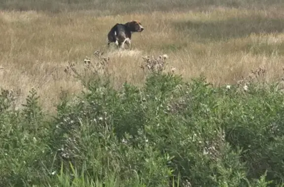 Found Scared Beagle at Old Sanctuary Golf