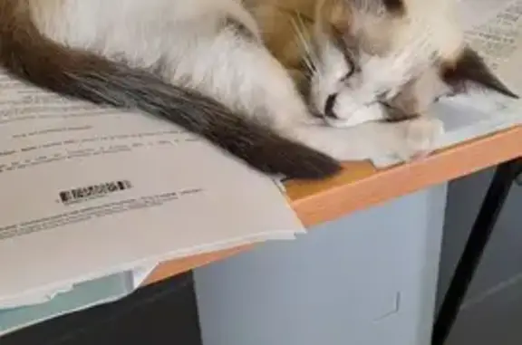 Chat siamois affamé trouvé à Banvou - photo