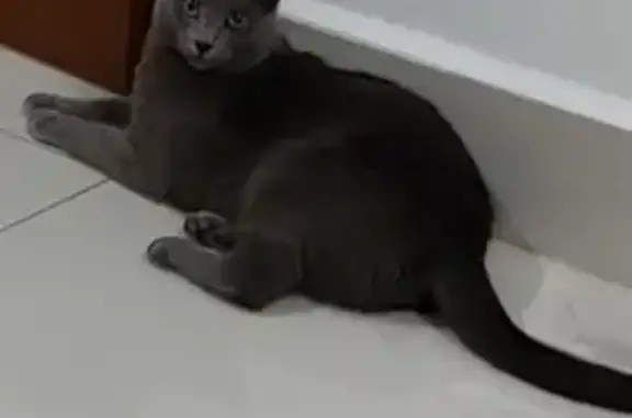 Gato perdido: Mica, Gris Oscura, Dócil, Monterrey