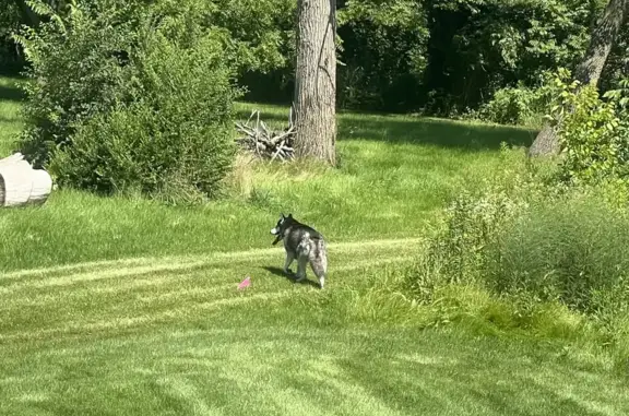 Found Skittish Husky on Eleanor Lane, Kildeer