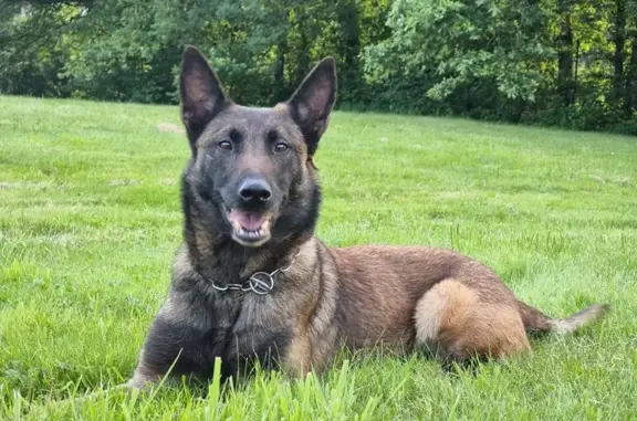Chien perdu Saint-Clair-de-la-Tour, photo : Chien Perdu: Berger Belge Malinois Fauve