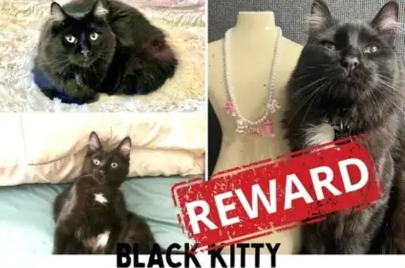 Lost Black Cat: Shy, Long-Haired, Red Collar