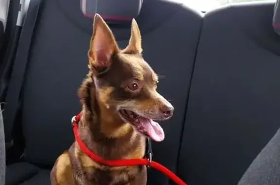 Petit chien trouvé à Locqueltas, non pucé - photo