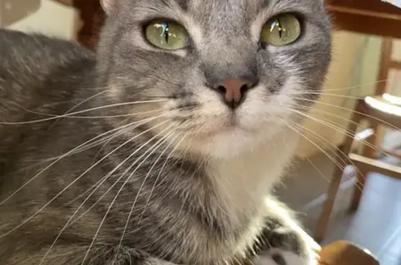 Animaux perdus Bourges, photo: Chatte grise Ponyo perdue à Bourges