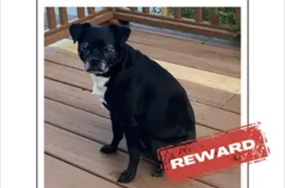 Lost Dog: Black & White, Graying Face, 20-25 lbs