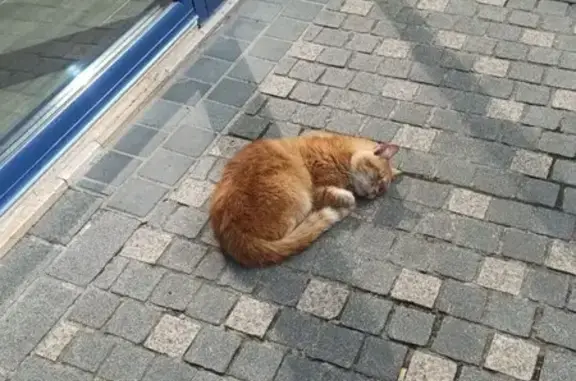 Chat trouvé Impasse Chantraine, Guise - photo