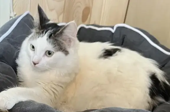 Chat perdu, Oissel, photo: Chat perdu : Papillon, 11 mois, Rue Turgis