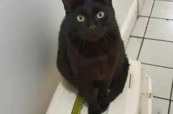 Animaux perdus Cirey-sur-Vezouze, photo: Chat noir Shaka, 4 ans, perdu à Cirey
