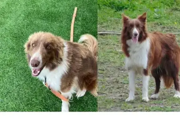 ¡Ayuda! Border Collie Marrón Perdida en A Fonte Escura