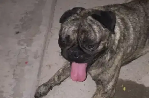 ¡Ayúdanos a Encontrar a Nuestro Perrito Perdido!