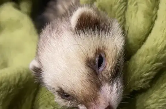 Found Friendly Ferret: Light Brown & Dark Fur