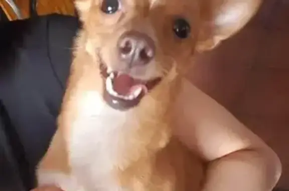 ¡Perro perdido! Chihuahua de 9 años en San Nicolás