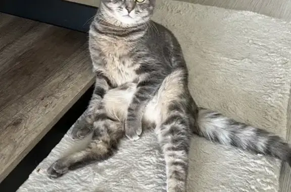 Animaux perdus Strasbourg, photo: Chat européen mâle disparu à Strasbourg