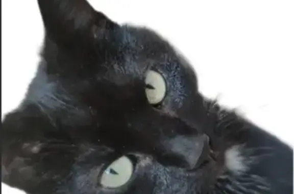 Animaux perdus Entrammes, photo: Chat Disparu: PAYA 6 ans, Rue de l'Anjou