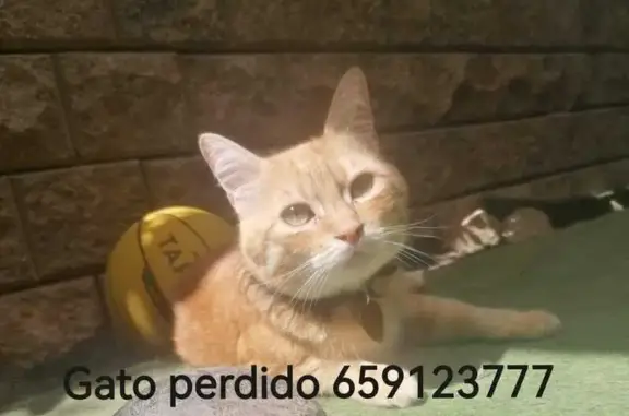 Animales perdidos , foto: ¡Ayuda! Gatito Anaranjado Perdido en Lardero