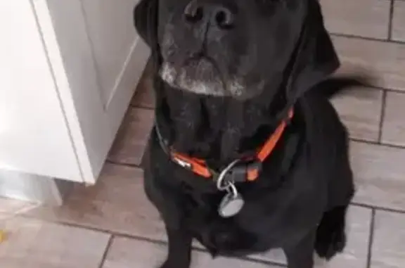 Chienne Labrador noire trouvée à Azay-sur-Cher - photo