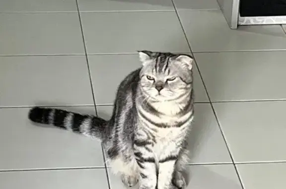 Lost Scottish Fold Cat - Grey, Senja Rd, SG