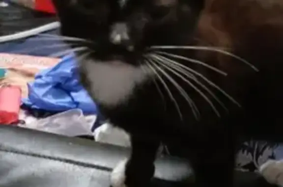 Lost Tuxedo Cat 'Ducky' - Stolen in Salem