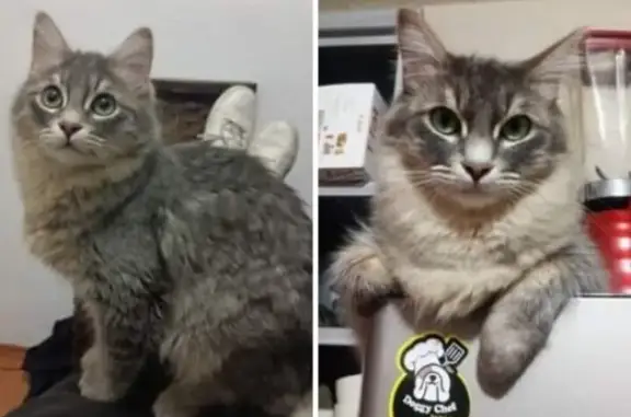 Animales perdidos , foto: ¡Gato Perdido! Gris y Blanco en Autopista Tenango