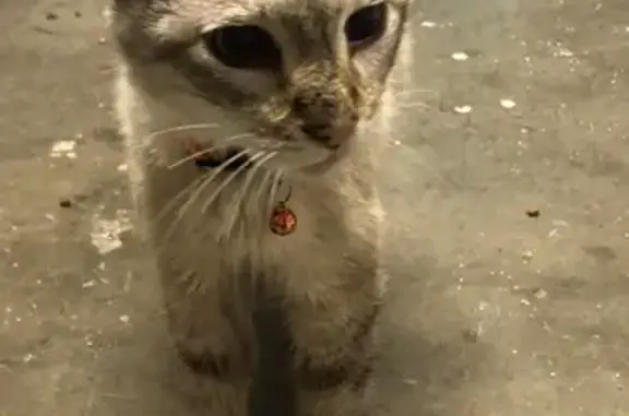 Chat crème mâle trouvé, amaigri, Creutzwald - photo