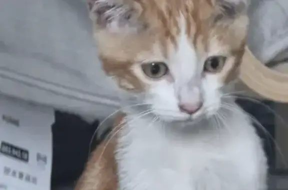Chat orange et blanc trouvé à Blagnac - photo