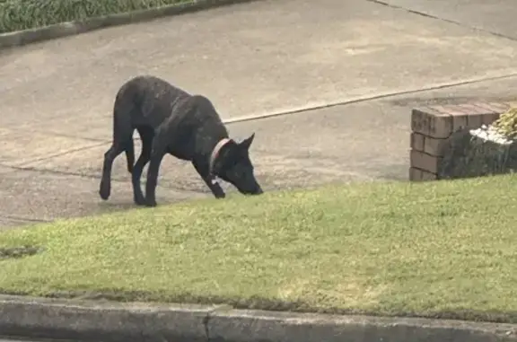 Found Dutch Shepherd on Marsh St, Sydney