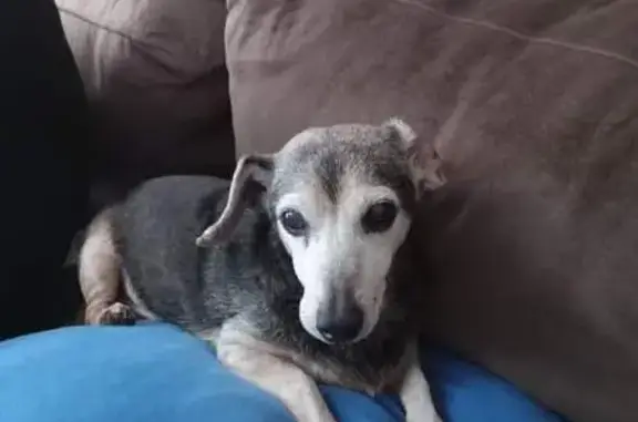 Missing 15-Year-Old Dachshund: Jake in Loudon