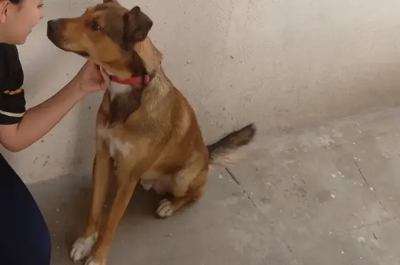 Perro Perdido: Café Claro con Manchas Blancas