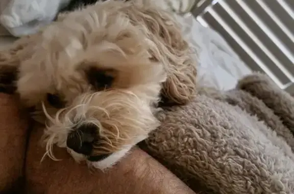 Lost Male Cavoodle in Grey Jumper - Bellbird