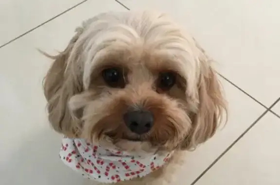 Missing Friendly Light-Colored Female Cavoodle